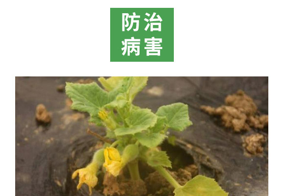 重茬根腐專用菌肥-萬稼能-乾農(nóng) 重茬根腐專用菌肥-萬稼能-乾農(nóng)