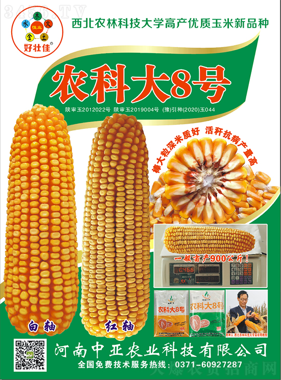 紅軸農(nóng)科大8號玉米種子-敦煌飛天-中亞農(nóng)業(yè) 紅軸農(nóng)科大8號玉米種子-敦煌飛天-中亞農(nóng)業(yè)