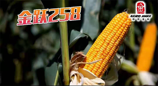 S258-׷N-r