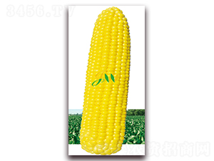 M(mn)-rʳ׷N-I(yng)ھ